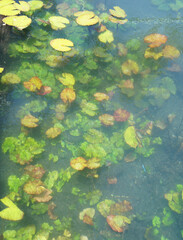 Fototapeta na wymiar Leaves of water lily plant under water