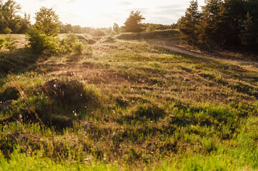 Spruce, pine trees forest glade with sunset