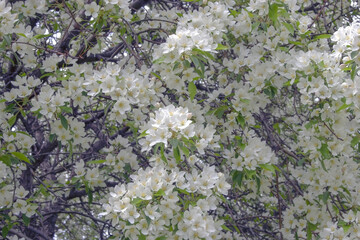 Apple blossoms in may with white petals