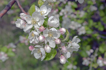 Apple blossoms in may with white petals