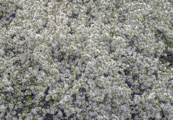 Apple blossoms in may with white petals