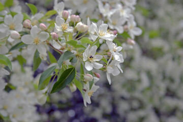Apple blossoms in may with white petals