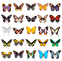 Fototapeta premium Zbiór pięknych i kolorowych motyli na białym tle.