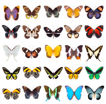 Set of beautiful and colorful butterflies isolated on white.