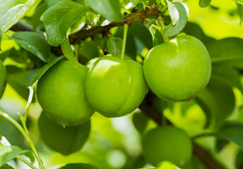 Green Plums on a tree      