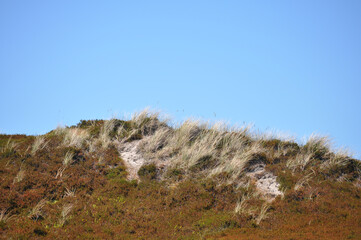 Dünenlandschaft an der deutschen Nordseeküste an einem sonnigen Tag im Frühling