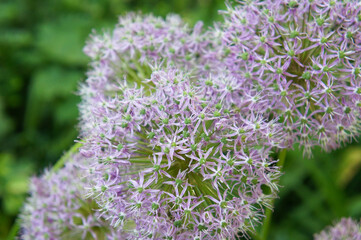 Purple ornamental onion allium giganteum lucy ball  with green background 
