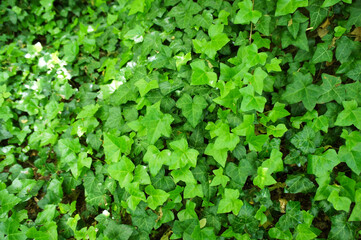 Hedera or ivy green plant background - obrazy, fototapety, plakaty