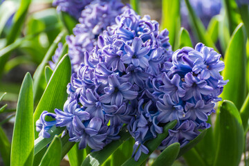 Spring flowers, hyacinth.