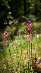 Magical forest. Beautiful spring landscape. Forest flowers