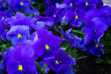 Bright blue violets as background