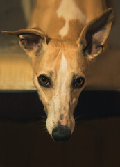 Portrait of hanting whippet dog with big brown eyes and funny ears