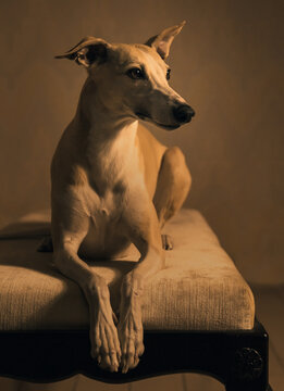 Portrait of hanting whippet dog with big brown eyes and funny ears