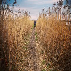 Walking in the reeds