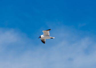 Laughing Gull in flight