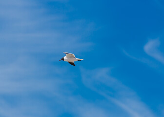 Laughing Gull in flight