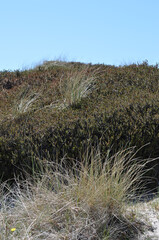 Dünenlandschaft an der deutschen Nordseeküste an einem sonnigen Tag im Frühling