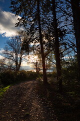 Obraz premium Trees silhouettes near a lake at golden hour