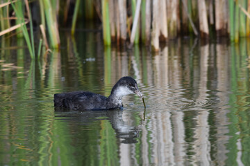 Older coot duckling trying to eat a long grass reed