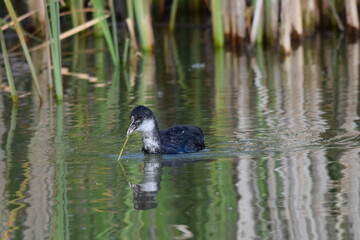 Older coot duckling trying to eat a long grass reed
