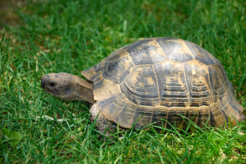 Turtle on the grass