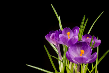 Naklejka premium Macro view of a beautiful crocus flower on black. Spring background