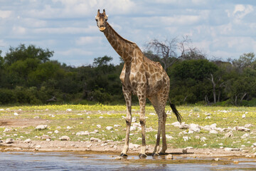 Giraffe drinking at a water hole
