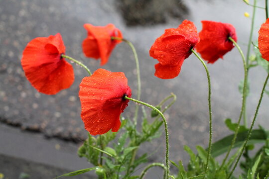 Group of little carmine red poppy flowers under rain in flowerbed. Wet german garden in may. 