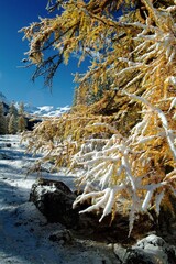 The unusual contrast between the pure white of an early snowfall and the bright yellow trees in Val Roseg, Engadine, Switzerland Europe