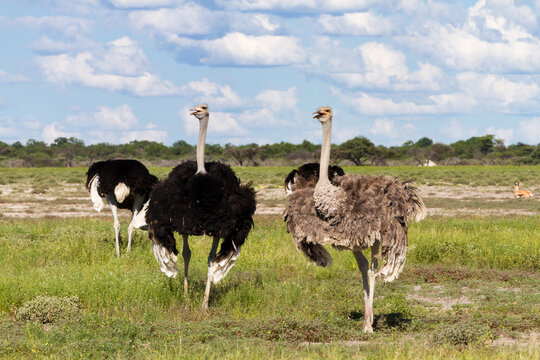 Ostrichs at Etosha National Park