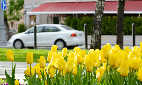 Yellow tulips after rain on a city boulevard with cars and street cafe on a spring day