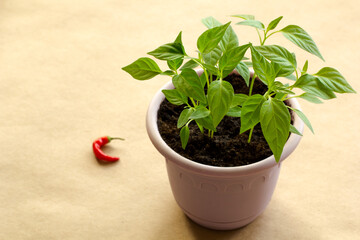 Sprouts of hot Vietnamese pepper in a purple pot on a brown craft background and red hot chili pepper on it. Side view.