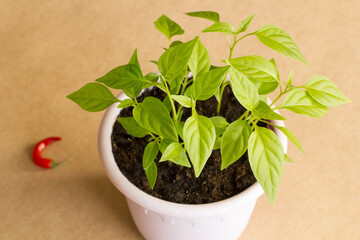 Sprouts of hot Vietnamese pepper in a purple pot on a brown craft background and red hot chili pepper on it. Side view.