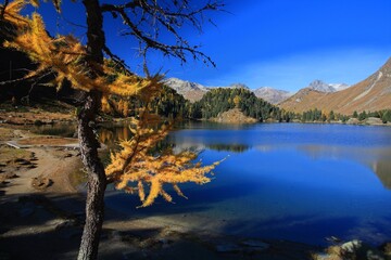 The colours of the autumn contrasting with the intense blue of the Lake Cavloc in the Val Muretto by the Maloja Pass in Engadine, Switzerland Europe