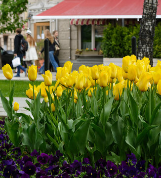 Yellow tulips after rain on a city street with walking people in a spring day