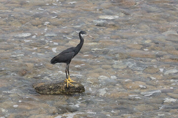 Küstenreiher, Egretta gularis, Sao Tome und Principe, Afrika