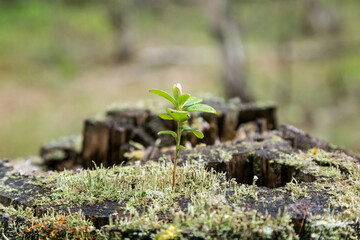 Close-up of a lingonberry (or cowberry, huckleberry, foxberry) sapling, moss and lichen growing on top of a stump of a tree in the forest.