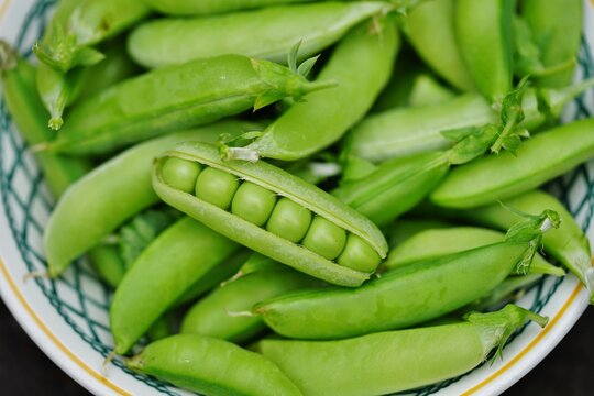 Freshly picked green garden peas in the pod 