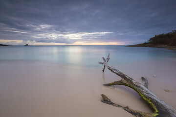 The caribbean sunset frames tree trunks on the beach Hawksbill Bay Caribbean Antigua and Barbuda...