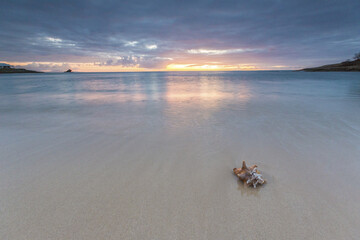 A seashell on the sand framed by the colors of Caribbean sunset Hawksbill Bay Antigua and Barbuda...