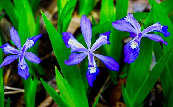 An up close view of Three Dwarf Crested Iris Wildflowers in full bloom