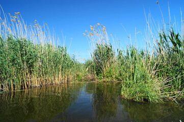 Beautiful landscape of the Danube Delta, Romania (Delta Dunarii)