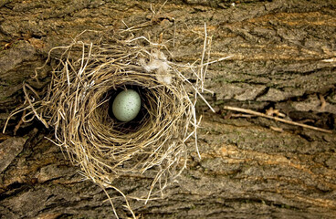 Natural Birds Nest Made of Sticks and Mud