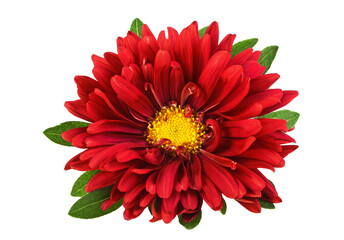 Red aster isolated on a white background, close up