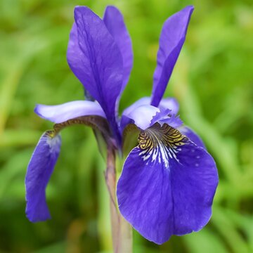 An up close of a purple Iris flower blooming