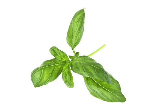 Basil herb leaves isolated on a white background
