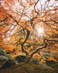 Obrazy  Jesień w Portland, OR