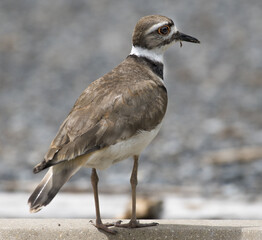 Obraz premium Killdeer, Charadrius vociferus