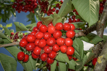Branch of red cherries