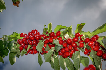 Obraz premium Branch of red cherries